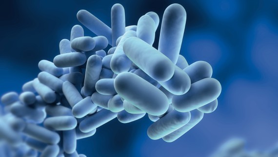 Legionella Legionella