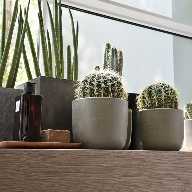 Diverse plante pe un pervaz de fereastră Diverse plante pe un pervaz de fereastră