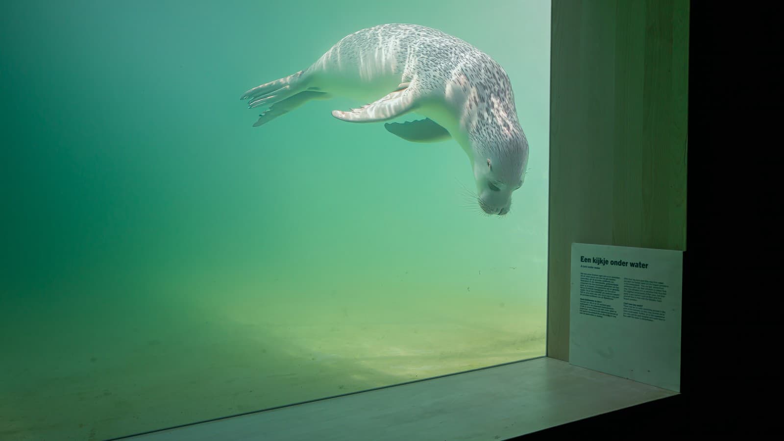 Animalele rănite sau bolnave ar trebui să poată înota înapoi în sălbăticie cât mai repede posibil (© Tjeerd Visser) Animalele rănite sau bolnave ar trebui să poată înota înapoi în sălbăticie cât mai repede posibil (© Tjeerd Visser)